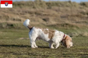 Read more about the article Grand Basset Griffon Vendéen hodowcy i szczenięta w Hesja