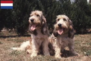 Read more about the article Grand Basset Griffon Vendéen hodowcy i szczenięta w Holandia