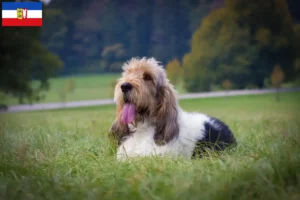 Read more about the article Grand Basset Griffon Vendéen hodowcy i szczenięta w Szlezwik-Holsztyn