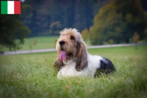 Read more about the article Grand Basset Griffon Vendéen hodowcy i szczenięta w Włochy