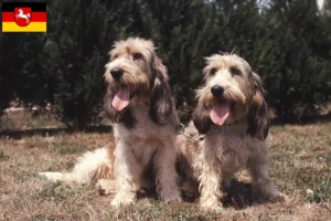 Read more about the article Hodowcy i szczenięta Grand Basset Griffon Vendéen w Dolna Saksonia