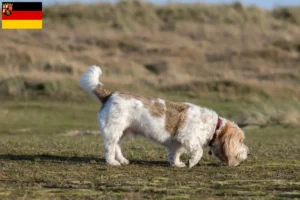 Read more about the article Grand Basset Griffon Vendéen hodowcy i szczenięta w Nadrenia-Palatynat