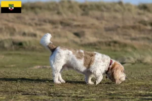 Read more about the article Grand Basset Griffon Vendéen hodowcy i szczenięta w Saksonia-Anhalt