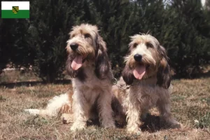 Read more about the article Grand Basset Griffon Vendéen hodowcy i szczenięta w Saksonia