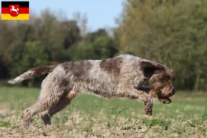 Read more about the article Griffon d’arrêt à poil dur Hodowca i szczenięta w Dolnej Saksonii