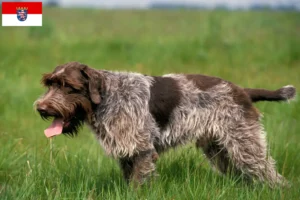 Read more about the article Griffon d’arrêt à poil dur Hodowca i szczenięta w Hesji