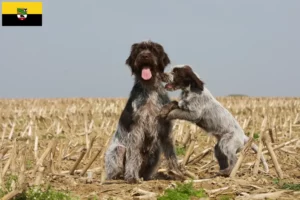 Read more about the article Griffon d’arrêt à poil dur Hodowca i szczenięta w Saksonii-Anhalt