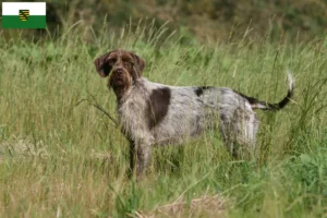 Read more about the article Griffon d’arrêt à poil dur Hodowca i szczenięta w Saksonii