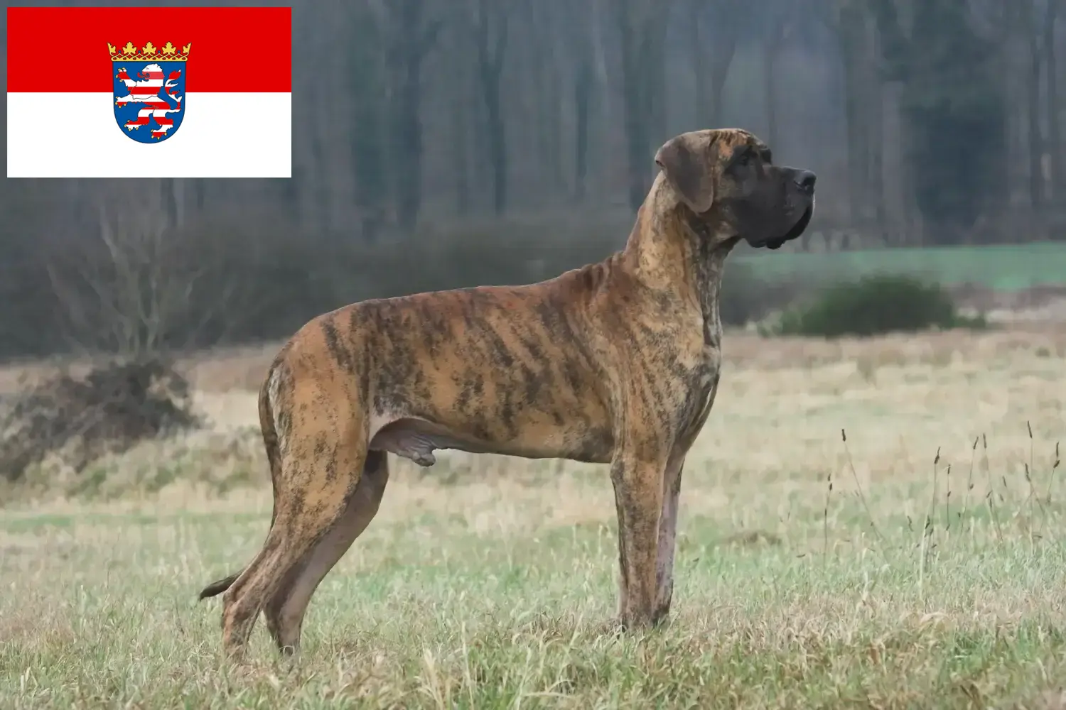 Read more about the article Hodowcy dog niemiecki i szczenięta w Hesja