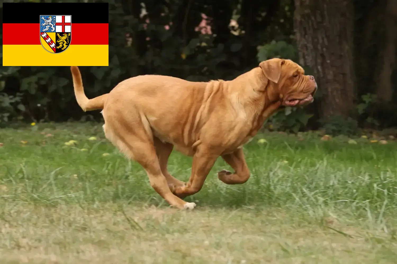 Read more about the article Hodowcy i szczenięta Dogue de Bordeaux w Kraj Saary