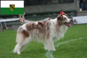 Read more about the article Hodowcy i szczenięta Border collie w Saksonia