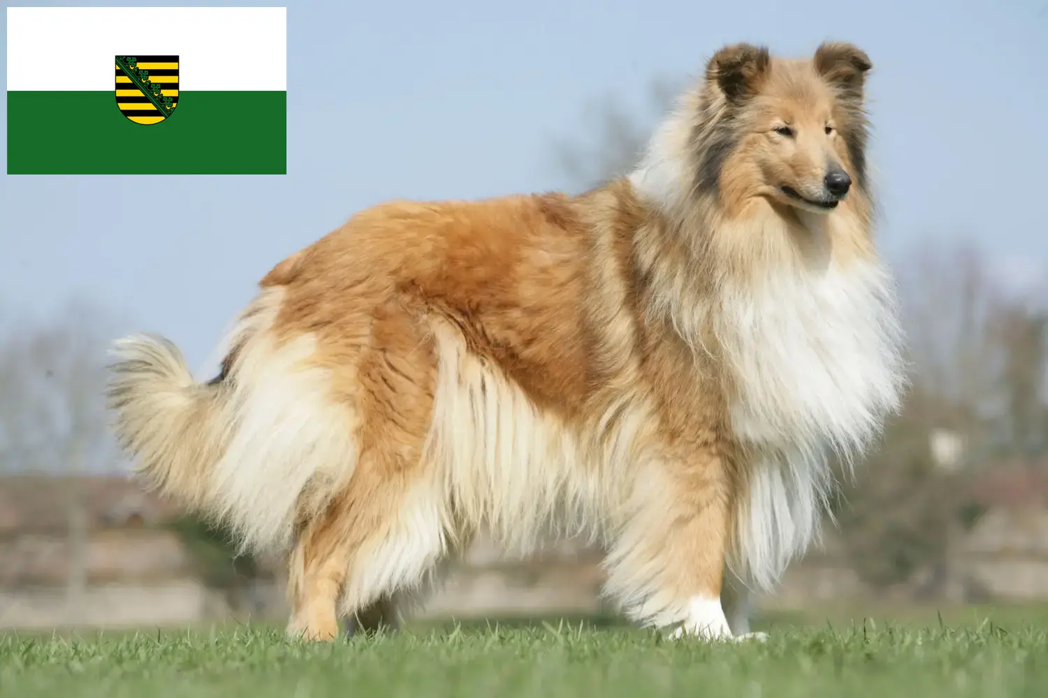 Read more about the article Hodowcy i szczenięta Collie w Saksonia