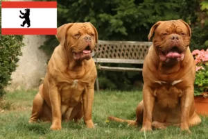 Read more about the article Hodowcy i szczenięta Dogue de Bordeaux w Berlin