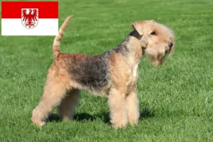 Read more about the article Hodowcy i szczenięta Lakeland terrier w Brandenburgia