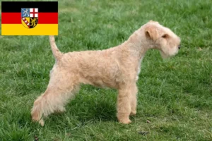 Read more about the article Hodowcy i szczenięta Lakeland terrier w Kraj Saary