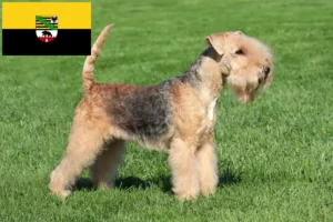 Read more about the article Hodowcy i szczenięta Lakeland terrier w Saksonia-Anhalt