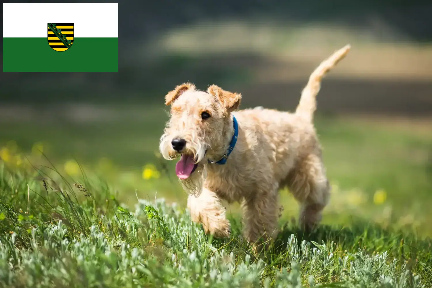 Read more about the article Hodowcy i szczenięta Lakeland terrier w Saksonia