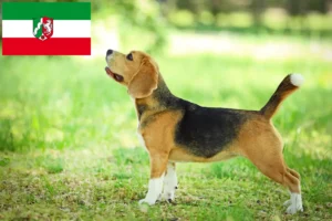 Read more about the article Hodowcy i szczenięta Beagle w Nadrenia Północna-Westfalia