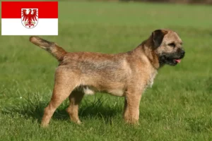 Read more about the article Hodowcy i szczenięta Border terrier w Brandenburgia