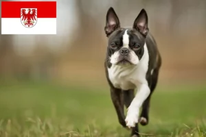 Read more about the article Hodowcy i szczenięta Boston terrier w Brandenburgia