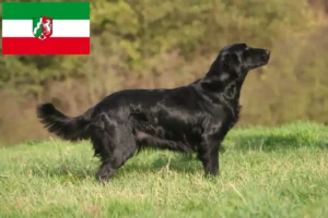 Read more about the article Hodowcy i szczenięta Flat Coated Retriever w Nadrenia Północna-Westfalia