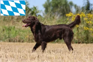 Read more about the article Hodowcy i szczenięta Flat Coated Retriever w Bawaria