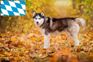 Read more about the article Hodowcy i szczenięta Husky w Bawaria