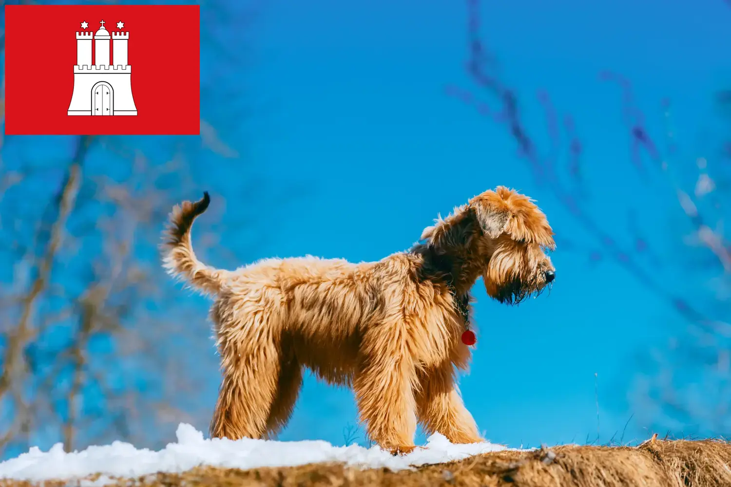 Read more about the article Hodowcy i szczenięta Irish Soft Coated Wheaten Terrier w Hamburg