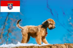 Read more about the article Hodowcy i szczenięta Irish Soft Coated Wheaten Terrier w Hesja