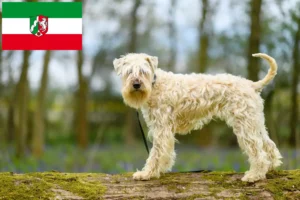 Read more about the article Hodowcy i szczenięta Irish soft coated wheaten terrier w Nadrenia Północna-Westfalia