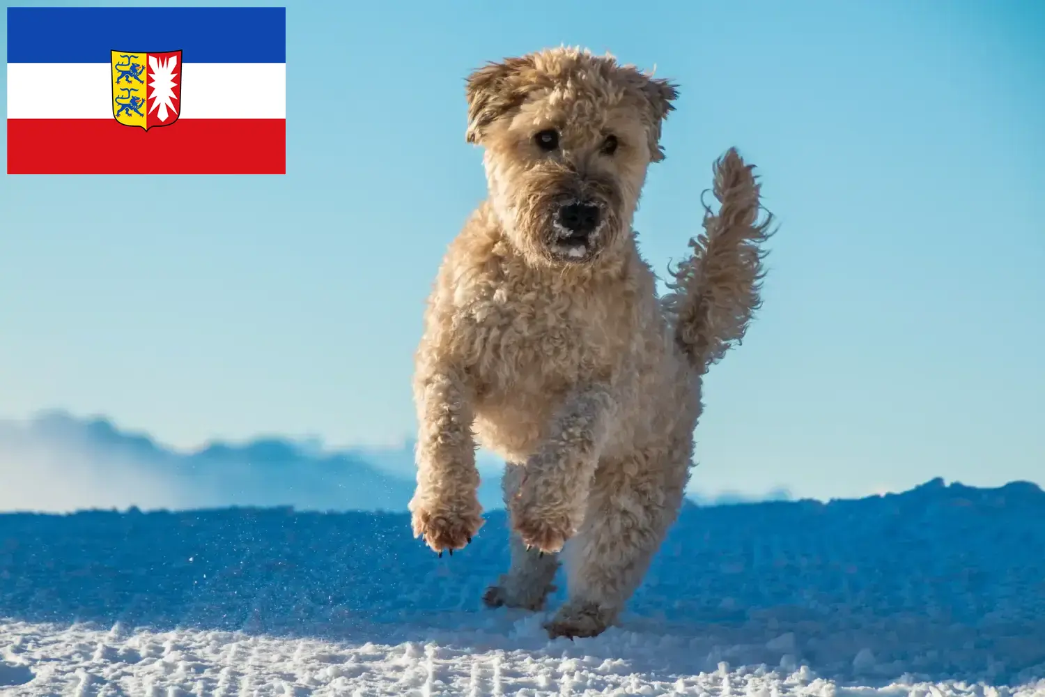 Read more about the article Hodowcy i szczenięta Irish Soft Coated Wheaten Terrier w Szlezwik-Holsztyn