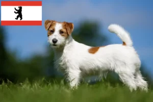 Read more about the article Hodowcy i szczenięta Jack Russell w Berlin