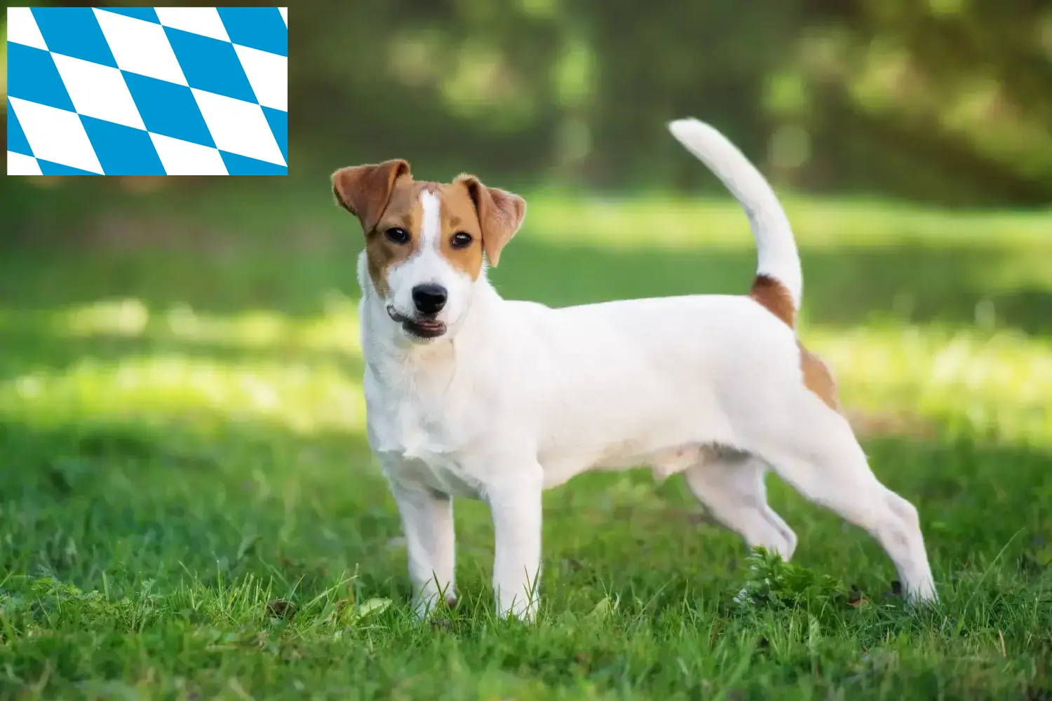 Read more about the article Hodowcy i szczenięta Jack Russell w Bawaria