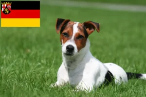 Read more about the article Hodowcy i szczenięta Jack Russell w Nadrenia-Palatynat