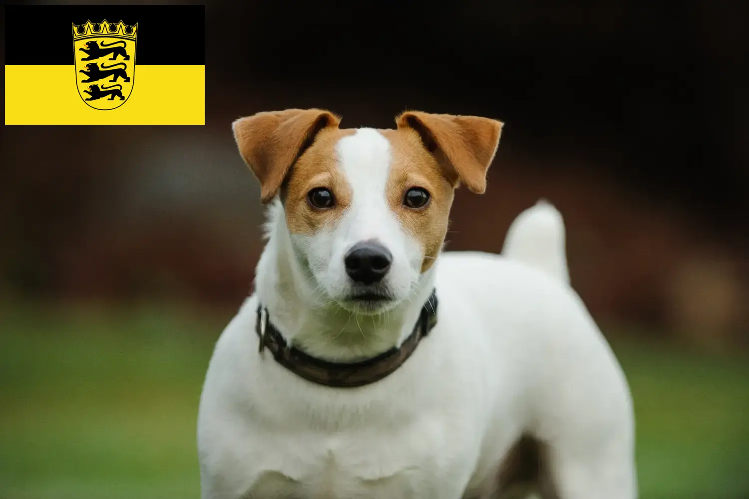 Read more about the article Hodowcy i szczenięta Jack Russell w Badenia-Wirtembergia