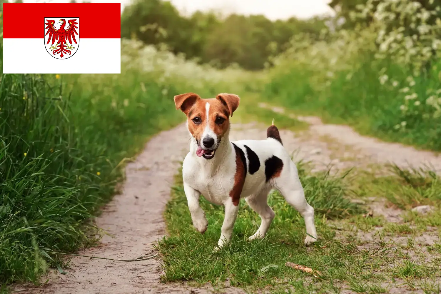 Read more about the article Hodowcy i szczenięta Jack Russell w Brandenburgia