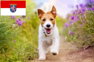 Read more about the article Hodowcy i szczenięta Jack Russell w Hesja