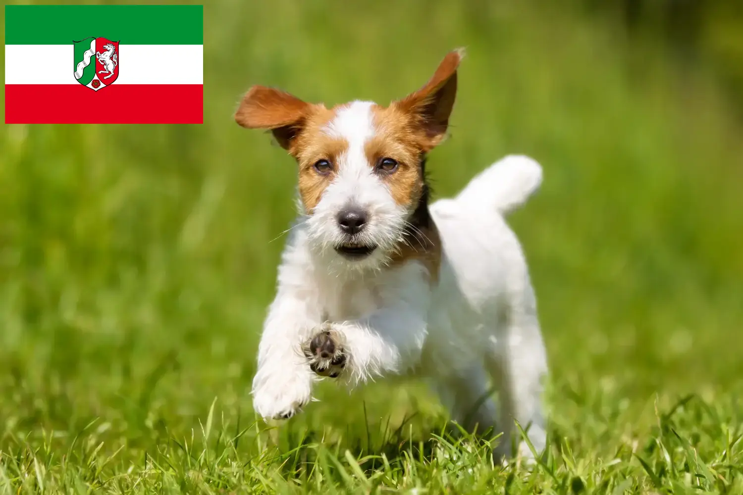 Read more about the article Hodowcy i szczenięta Jack Russell w Nadrenia Północna-Westfalia