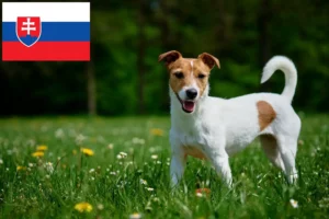 Read more about the article Hodowcy i szczenięta Jack Russell w Słowacja