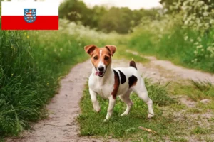 Read more about the article Hodowcy i szczenięta Jack Russell w Turyngia