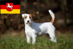 Read more about the article Hodowcy i szczenięta Jack Russell w Dolna Saksonia