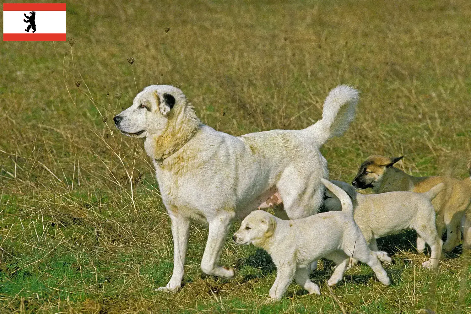 Read more about the article Kangal hodowcy i szczenięta w Berlin