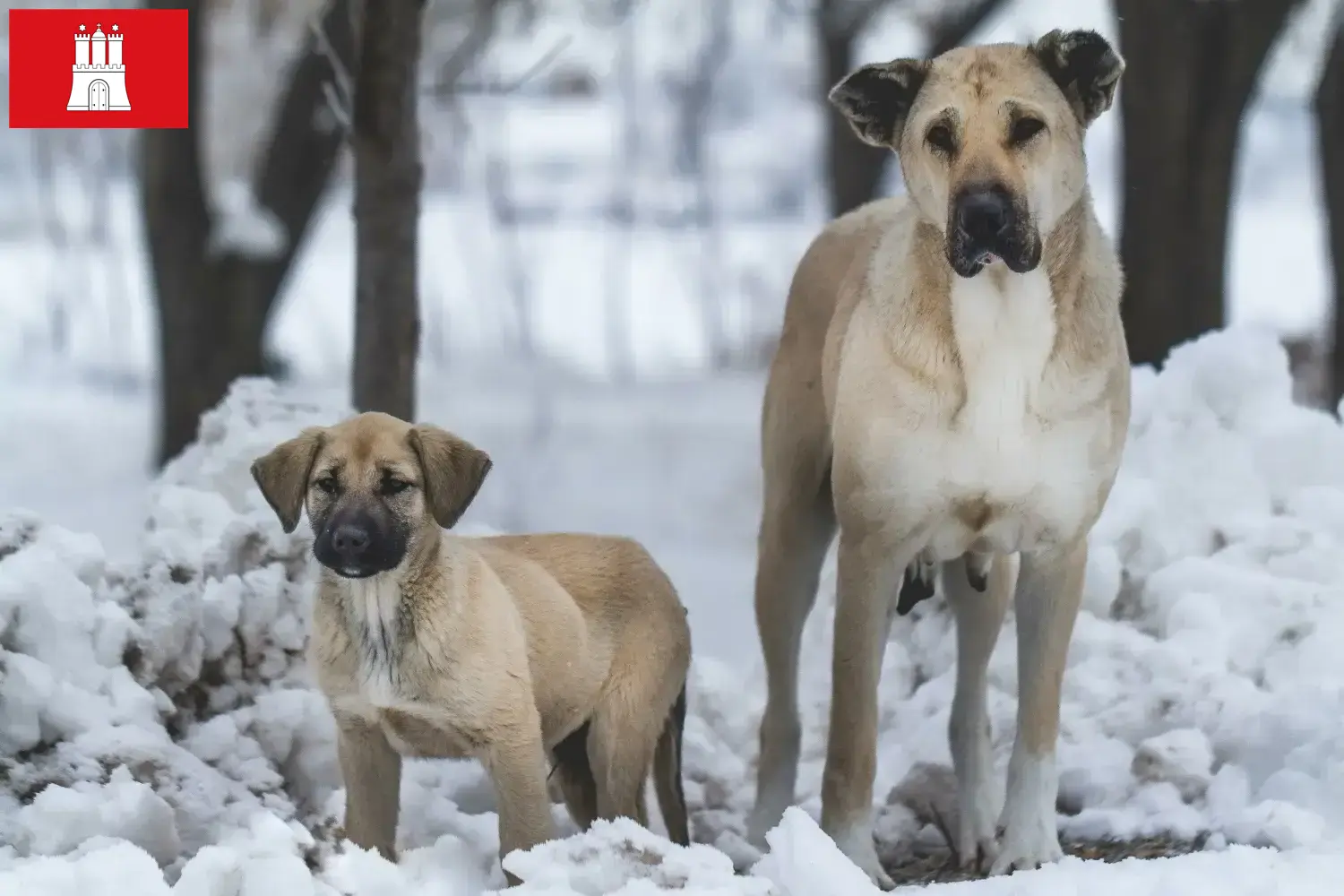 Read more about the article Kangal hodowcy i szczenięta w Hamburg