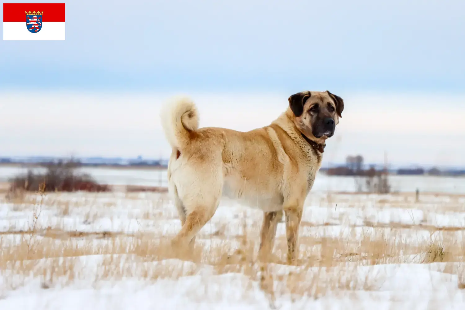 Read more about the article Kangal hodowcy i szczenięta w Hesja