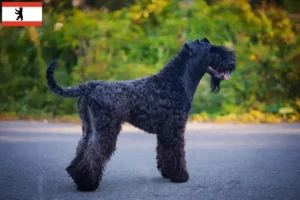 Read more about the article Hodowcy i szczenięta Kerry blue terrier w Berlin