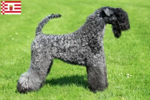 Read more about the article Kerry blue terrier hodowca i szczenięta w Brema