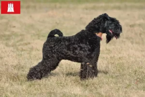 Read more about the article Kerry blue terrier hodowca i szczenięta w Hamburg