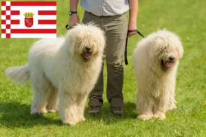 Read more about the article Hodowcy i szczenięta Komondor w Brema