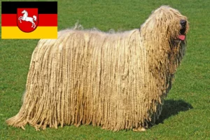 Read more about the article Hodowcy i szczenięta Komondor w Dolna Saksonia