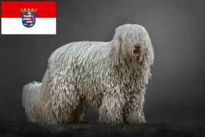 Read more about the article Hodowcy i szczenięta Komondor w Hesja